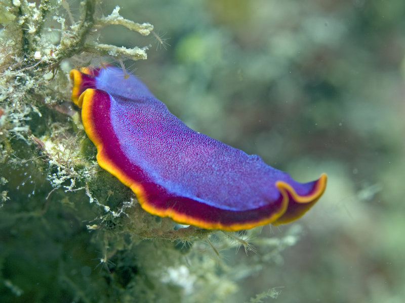 Nudibranch, Mabul